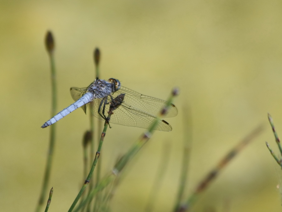 Libellulidae dalla Grecia: Orthetrum coerulescens anceps